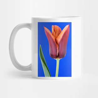 Tulipa  &#39;Slawa&#39;  Triumph Tulip Mug